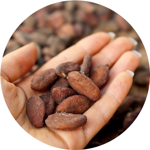 Какао-бобы сырые (оптом от 25 кг)